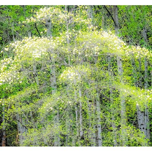 Washington State-Snoqualmie forest edge in spring with dogwoods blooming